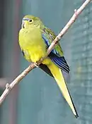 A yellow parrot with blue wingtips and marks between the eyes and the beak