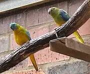 A blue parrot with a yellow underside and a green nape. The females have a green head and the males have a blue head