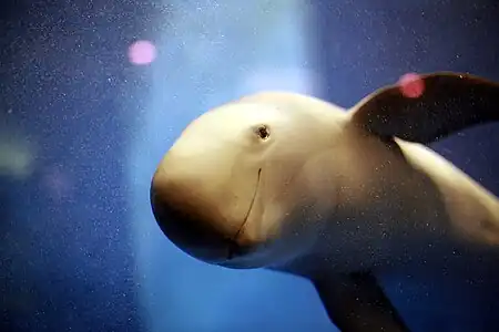 Narrow-ridged finless porpoise