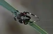 Female in Fernandina Beach, FL