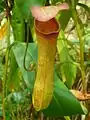 Nepenthes Khasiana at JNTBGRI