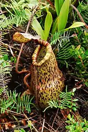 ? N. justinae × N. peltata (lower pitcher)