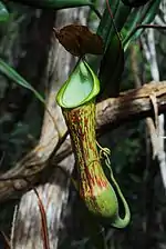 A light-coloured upper pitcher from Dinagat