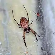 Nephilengys papuana female (centre) and much smaller male (right) taken in Cairns