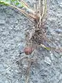 Nephrolepis cordifolia root system showing a tuber.