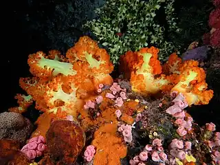 Soft coral, cup coral, sponges and ascidians