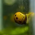 A Nerite Snail moving over aquarium glass