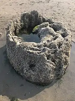 Large tree stump protruding from beach sand