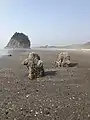 Tree Stumps visible with Proposal Rock in background.