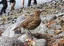  A small thrush stands on a beach with a party of researchers landing on boats behind