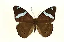 Nessaea obrinus female - upperside