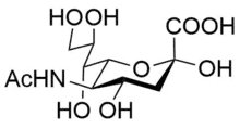 β anomer