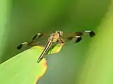 Female has a distinctive and different wing colouring