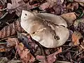 Close up of the top of a fully grown Clitocybe nebularis.