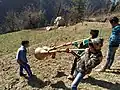 Karnal trumpet in Kullu district, Himachal Pradesh