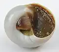 Umbilical view of the same shell