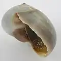 Lateral view of the same shell