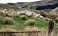 Sheep in New Zealand upland pasture