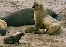 Male, females, and pup of the only surviving lineage, the subantarctic New Zealand sea lion