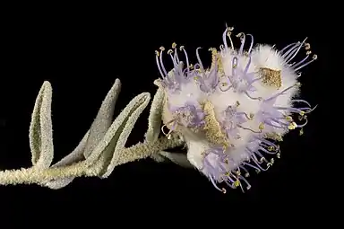 N. cephalantha flower