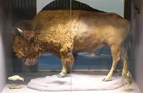 Newcastle bison (Great North Museum: Hancock, Newcastle-on-Tyne).