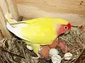 An adult lutino in nestbox with eggs and chicks