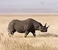 The critically endangered black rhinoceros, up to 3.75 metres (12.3 ft) long, is threatened by poaching.