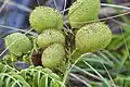 Guilandina bonduc Unripe nickernut seed pods at Port Canaveral, Florida.