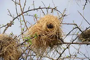 Plocepasser nest in Namibia, for year-round occupation.