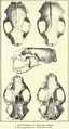 Skulls of a black-footed ferret (1) and European polecat (2), as illustrated in Merriam's Synopsis of the Weasels of North America