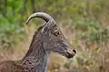 Nilgiri Tahr – Eravikulam National Park