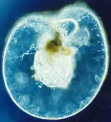 Image 79Dinoflagellate (from Marine food web)