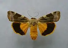 Broad-bordered yellow underwingNoctua fimbriataNoctuinae