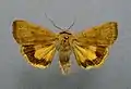 Least yellow underwingNoctua interjectaNoctuinae