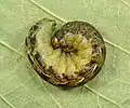 Caterpillar in defensive posture