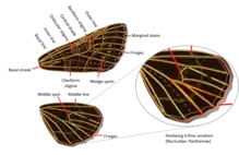 Noctuidae wings venation