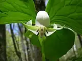 Nodding trillium with flower, photographed in Ontario on 10 June