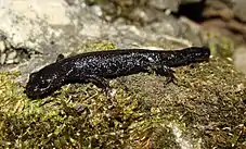 A small, black newt without gills or crest on moss
