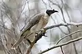 Noisy friarbird