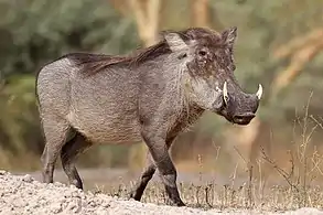 Nolan warthog P. a. africanusSenegal