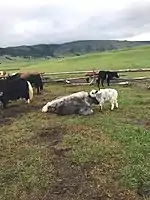 Nomadic cattle