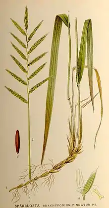  4 parts of the tor grass. (1) a slanted brownish stem with roots that branch off at intervals, and which turns upwards and splits into two further greenish stems. The left, breaking into a more brownish stem near the bottom, continues to the top, where its grass blade folds back down. The other stem is similar, but its grass blade begins further down. (2) A narrow vertical green stem, from which alternating grass heads split out. The top-most grass head is verital. (3) a partially coloured flower, with a creamy stamen emerging from the centre, that is narrow but splits in two at either end. (4) a long and narrow dark brown pod displayed vertically.