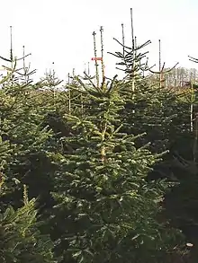 Christmas tree production