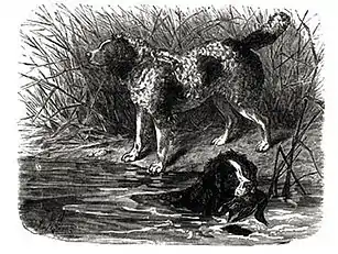 Drawing of Norfolk spaniels, 1881