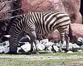 Grant's zebra