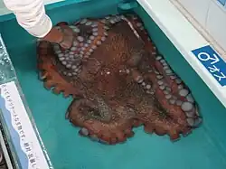 Captured specimen of a giant octopus
