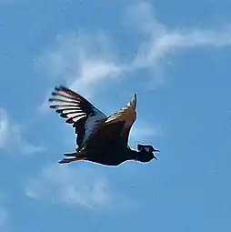 Adult male in flight, showing white inner vanes to remiges