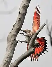 A northern flicker at a tree in the Seedskadee National Wildlife Refuge