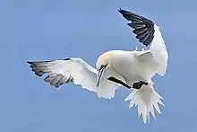 Northern gannet, Morus bassanus (A)