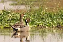 Northern Pintail